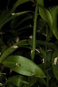 Cladophyll: a stem modified to be leaf like; here the cladophyll is bearing an inflorescence in the axil of bract, and each claophyll grows from the axil of a bract.